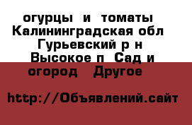 огурцы  и  томаты - Калининградская обл., Гурьевский р-н, Высокое п. Сад и огород » Другое   